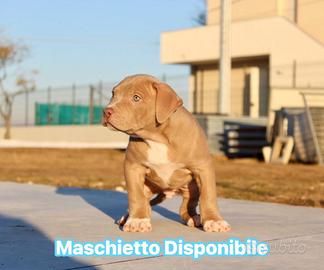 Cucciolo pitbull ukc
