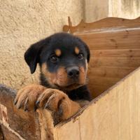 Cucciolo maschio di Rottweiler