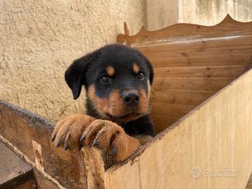 Cucciolo maschio di Rottweiler