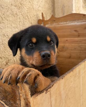 Cucciolo maschio di Rottweiler