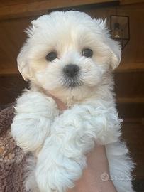 Maltese maltese