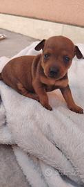 Cuccioli di Pinscher