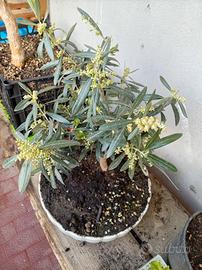 bonsai  di oliva 