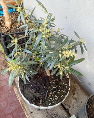 bonsai  di oliva 