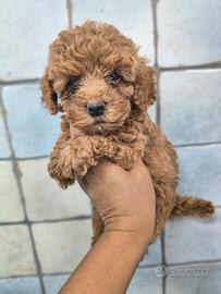 Barboncino Toy con pedigree ENCI
