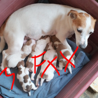 Cuccioli jack Russell