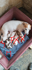 Cuccioli jack Russell
