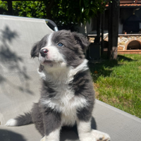 Cuccioli Border Collie