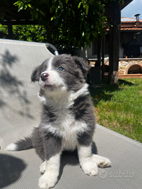 Cuccioli Border Collie