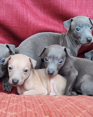 Cuccioli di piccolo levriero italiano