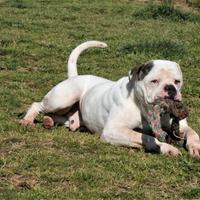 Adozione simpatico bulldog americano in canile