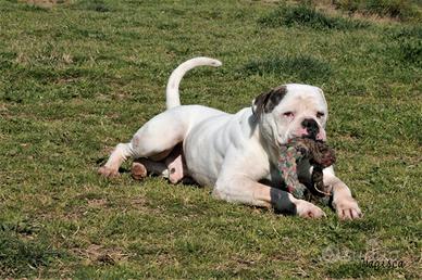 Adozione simpatico bulldog americano in canile