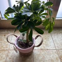 Pianta verde con portavaso in vimini