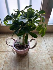 Pianta verde con portavaso in vimini