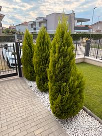 Pini  "Goldcrest"