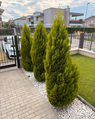 Pini  "Goldcrest"