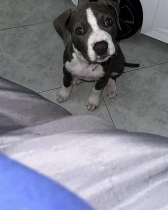 Blu Nose