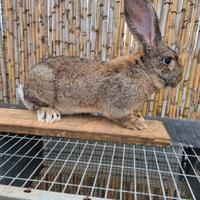 Conigli giganti delle fiandre