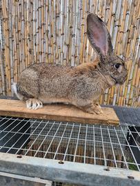 Conigli giganti delle fiandre