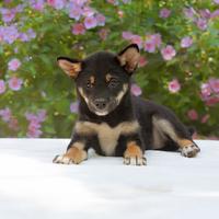 Cucciolina femmina di Shiba Inu nero focato