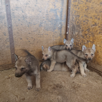 Cuccioli di lupo cecoslovacco