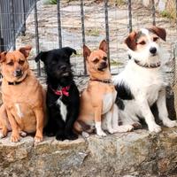 Dog sitter commissioni