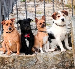 Dog sitter commissioni