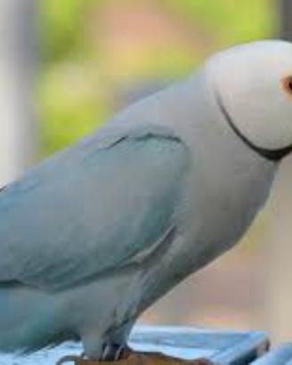 Coppia Top parrocchetti Cleartail