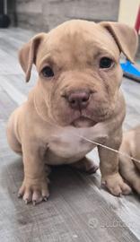 Cucciolo American bully pocket