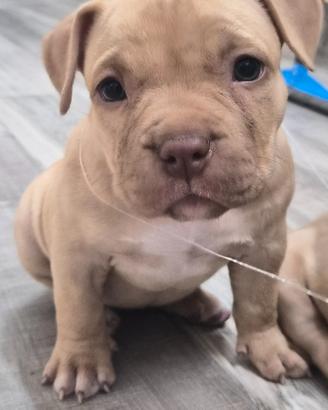 Cucciolo American bully pocket