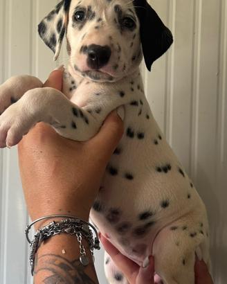 Dalmata Femmina