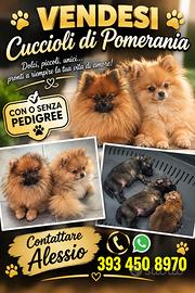 Volpino Pomerania Spriz