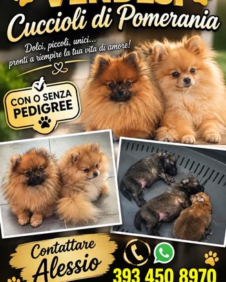 Volpino Pomerania Spriz