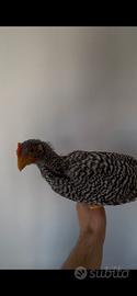 Galline - Galletto AMROCK