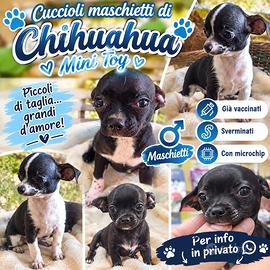 Cuccioli maschietti di chihuahua
