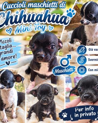 Cuccioli maschietti di chihuahua