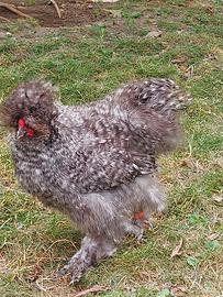 Gallo moroseta