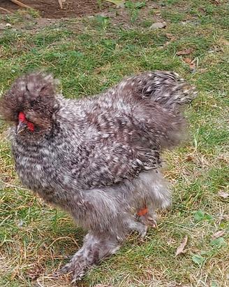 Gallo moroseta