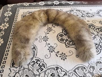 Collo di volpe della Groenlandia