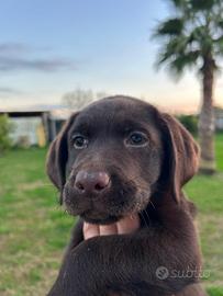 Cuccioli di labrador chocolate americani