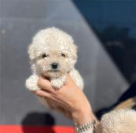 Maltipoo toy 3kg circa da adulta