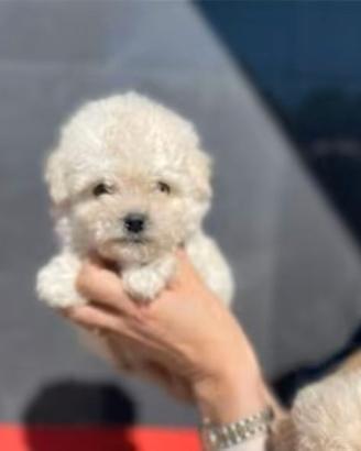 Maltipoo toy 3kg circa da adulta