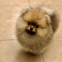 Cuccioli Spitz Nano Pomerania