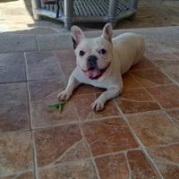 ? Bulldog Francese - 3 anni ?