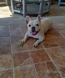 ? Bulldog Francese - 3 anni ?