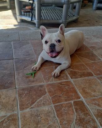 ? Bulldog Francese - 3 anni ?