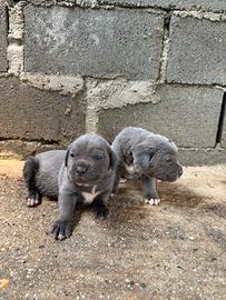 Cuccioli di cane corso
