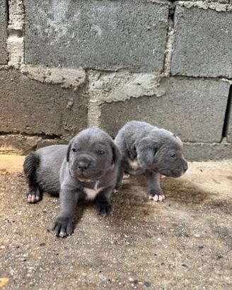 Cuccioli di cane corso