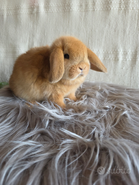 Coniglio nano ariete minilop