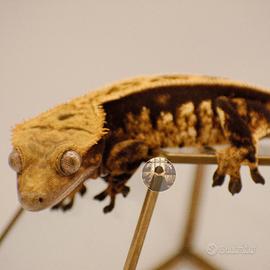 Femmina proven Correlophus ciliatus geco crestato